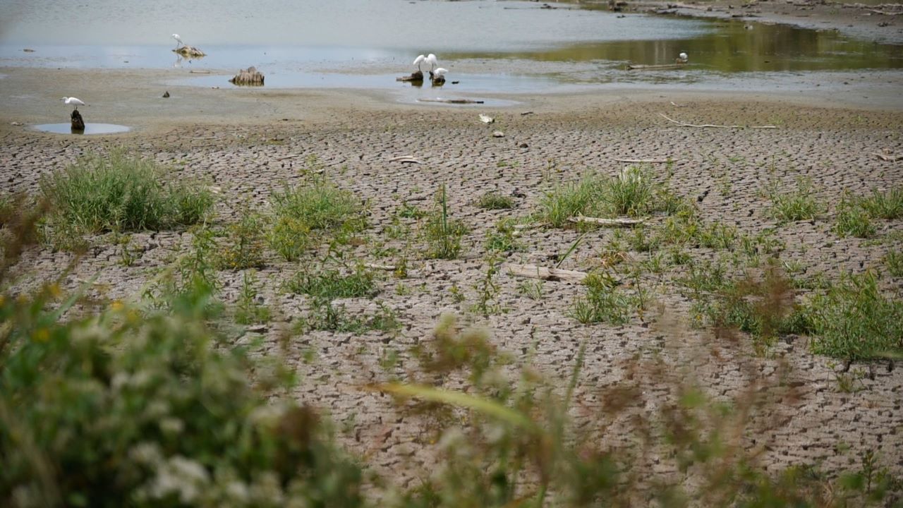 Get It Growing: Dealing with saltwater and our plants